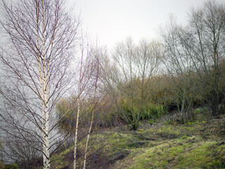 bare trees on a river bank