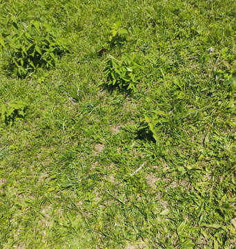 Grass background, Sao Paulo, Brazil