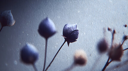 Delicate Seed Pods in Winters Embrace A Study in Blue and Brown.