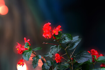 Bright red Begonia flower against a deep, dark background, creating a dramatic and highly focused impression.