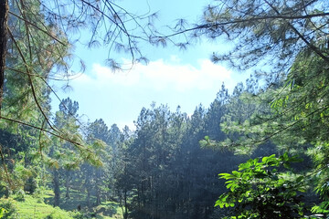A pine forest landscape under a clear sky, featuring tall trees and a cool, tranquil natural atmosphere.