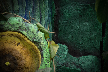 Detailed bluish-green texture with protruding, irregular shapes, resembling old, weathered, or eroded carving.