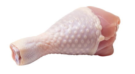 Raw chicken drumstick isolated on transparent background