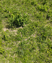 Grass background, Sao Paulo, Brazil