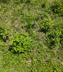 Grass background, Sao Paulo, Brazil