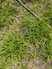 Grass background, Sao Paulo, Brazil