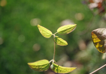 green leaves on a branch in the sunlight on a blurred background in the garden