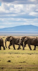 Fototapeta premium Herd of african elephants walking in grassy landscape under cloudy sky