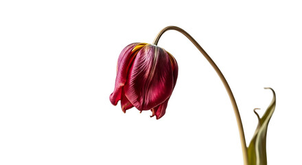 Wilting deep red tulip flower with drooping petals and stem, isolated on transparent background