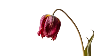 Wilting deep red tulip flower with drooping petals and stem, isolated on transparent background