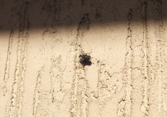 A small black fly sits on a rough plastered wall