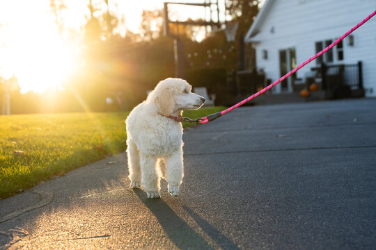 Poodle puppy standing on suburban driveway in warm morning sunlight