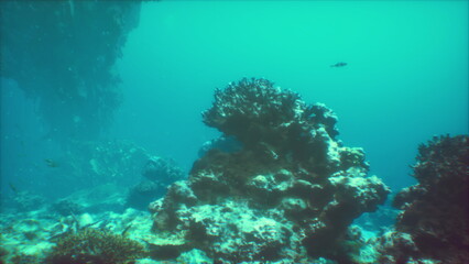 Under clear blue waters, vibrant corals grow among rocks while small fish swim by. This lively underwater scene showcases the beauty of marine ecosystems.