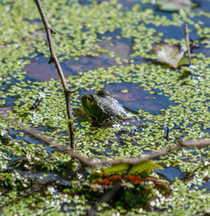 Green frog hiding in duckweed within a sunlit pond