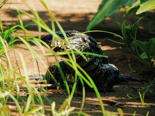 Black and white tegu lizard peeking through tall grass on a sunny day, blending into its natural habitat. Perfect for wildlife, nature, and biodiversity themes.
