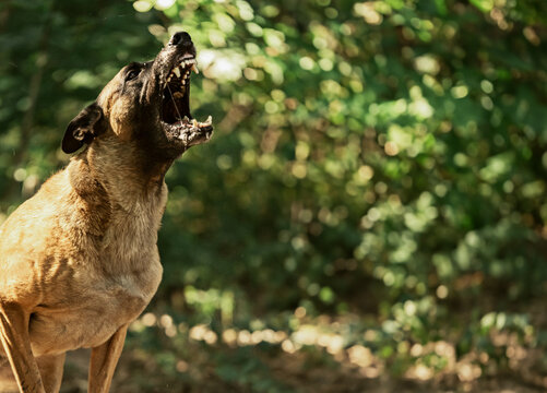 Aggressive Belgian Malinois barking and training in field. Guard dog showing power, protection instinct, and alert behavior. Perfect for security, K9, and working dog themes.
angry  shepherd