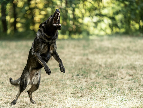 Aggressive Belgian Malinois barking and training in field. Guard dog showing power, protection instinct, and alert behavior. Perfect for security, K9, and working dog themes.
angry  shepherd