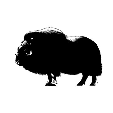 A powerful black and white illustration of a muskox standing in profile, showcasing its thick shaggy coat and curved horns.