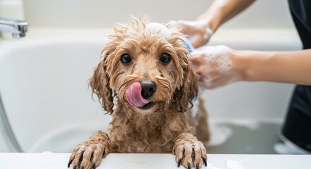 Pampered Pooch A Lavish Canine Spa Day Showcasing Gentle Grooming and Affectionate Care for Happy Healthy Pets Embracing the Joy of Pet Care with Love and Expertise