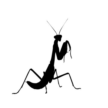 A striking black silhouette of a praying mantis insect against a plain white background.