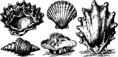 Vintage shell engravings shown in a hand-drawn style. Black outline prints of seashells create a detailed decorative set for various design projects, vector illustration.