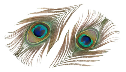 Obraz premium Exotic peacock feather eye duo isolated on transparent background