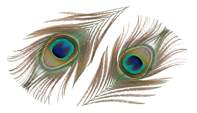 Exotic peacock feather eye duo isolated on transparent background