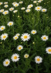 Fototapeta premium Close up view of a cheerful daisy flower bed filled with numerous white blossoms and lush green foliage bathed in warm afternoon sunlight ,macro ,garden ,idyllic