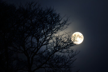 a full moon is seen through the branches of a tree