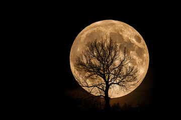a full moon is seen behind a tree