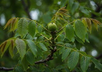 Clusters of young walnuts developing on a tree branch, with abundant, fresh green leaves creating a natural canopy, signifying growth ,spring ,vegetarian ,outdoor