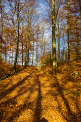 a hiking trail covered with brown beech leaves in autumn, with sunbeams and long shadows of trees