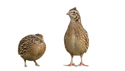 Fototapeta premium Wild brown quail duo isolated on transparent background