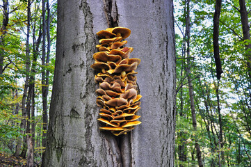 Uderzająca, pionowa kępa pomarańczowo-brązowych grzybów pnących się po pniu drzewa, prezentująca koncentryczne wzory blaszek i naturalne faktury. Obraz przywodzi na myśl naturę, i bioróżnorodność.