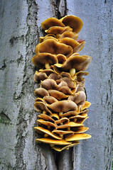 Uderzająca, pionowa kępa pomarańczowo-brązowych grzybów pnących się po pniu drzewa, prezentująca koncentryczne wzory blaszek i naturalne faktury. Obraz przywodzi na myśl naturę, i bioróżnorodność.