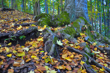 Zewnętrzny system korzeniowy potężnego buka pokryty jest mchem, usłany żółtymi i brązowymi jesiennymi liśćmi i skąpany w promieniach słońca przenikających przez pnie drzew.
