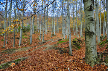 Góry Wałbrzyskie - Trójgarb. Spokojny, jesienny krajobraz lasu bukowego z wysokimi drzewami, łagodnym zboczem i dywanem opadłych liści. Idealny do zdjęć natury, outdooru i  pieszych wędrówek. © Pol Badger
