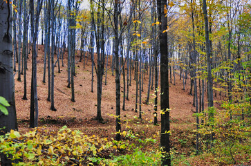 Góry Wałbrzyskie - Trójgarb. Spokojny, jesienny krajobraz lasu bukowego z wysokimi drzewami, łagodnym zboczem i dywanem opadłych liści. Idealny do zdjęć natury, outdooru i pieszych wędrówek. © Pol Badger