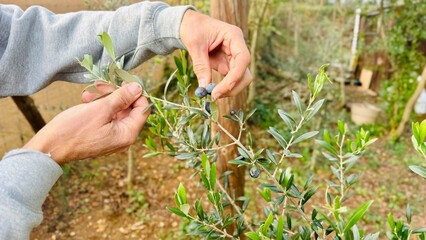 Close-up of Human Hand Collecting Black Olives from Tree in Autumn Harvest