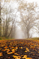 Le chemin vers la brume 