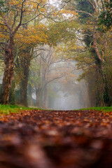 Le chemin vers la brume 