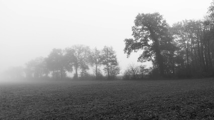 Paysage en noir et blanc sous la brume