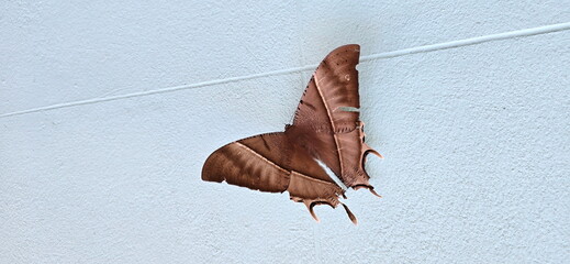 Lyssa zampa perches on a white wall. The Urania Moth is a large moth with dark brown wings and a long white stripe across the middle of each pair of wings. It is nocturnal. While flying looks like bat
