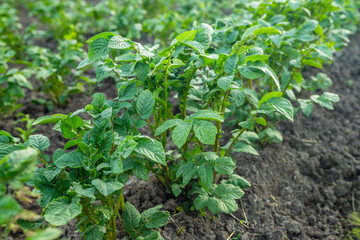 Rows of healthy potato plants thrive in a garden during spring, showcasing vibrant green leaves against tilled soil in a rural setting.