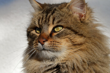 Obraz premium A stunning portrait of a gorgeous long-haired cat with captivating green eyes.