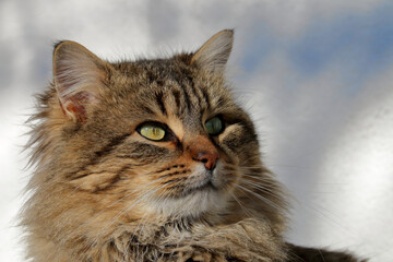 A beautiful, fluffy cat with striking green eyes, gazing peacefully.