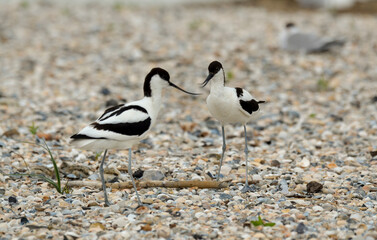 Avocette élégante