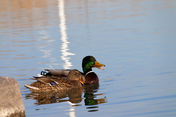 Two mallard ducks enjoy a serene moment together on a peaceful lake, perfect reflections.