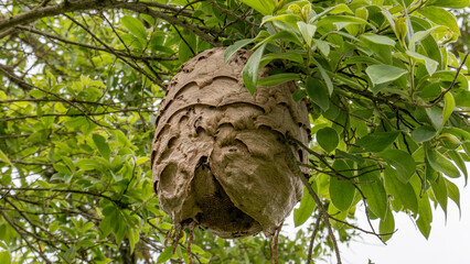 Close-up of a large paper-like wasp nest attached to a tree branch, surrounded by green foliage in a natural forest setting. Ideal for wildlife, nature, and entomology themes.