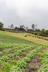 Agricultural field of young potato plants growing on a hillside with cows grazing in the background under a cloudy sky. Great for farming, rural life, and agriculture concepts.